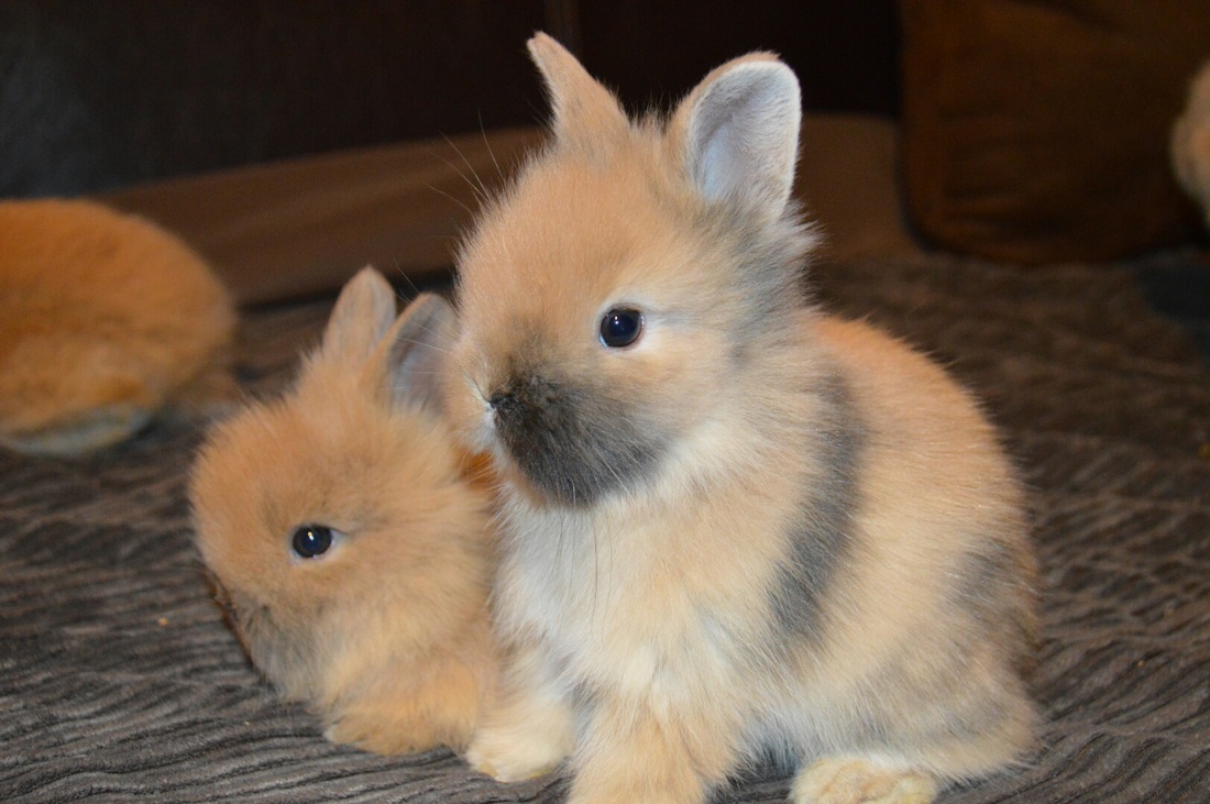 lion haired rabbit for sale